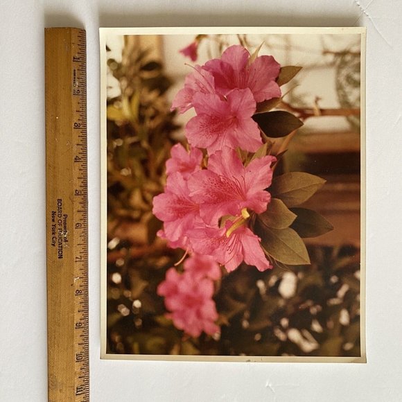 c1970 Original Pink Azalea Steven Willhite Glen Ellen IL Color Photograph - Picture 5 of 6